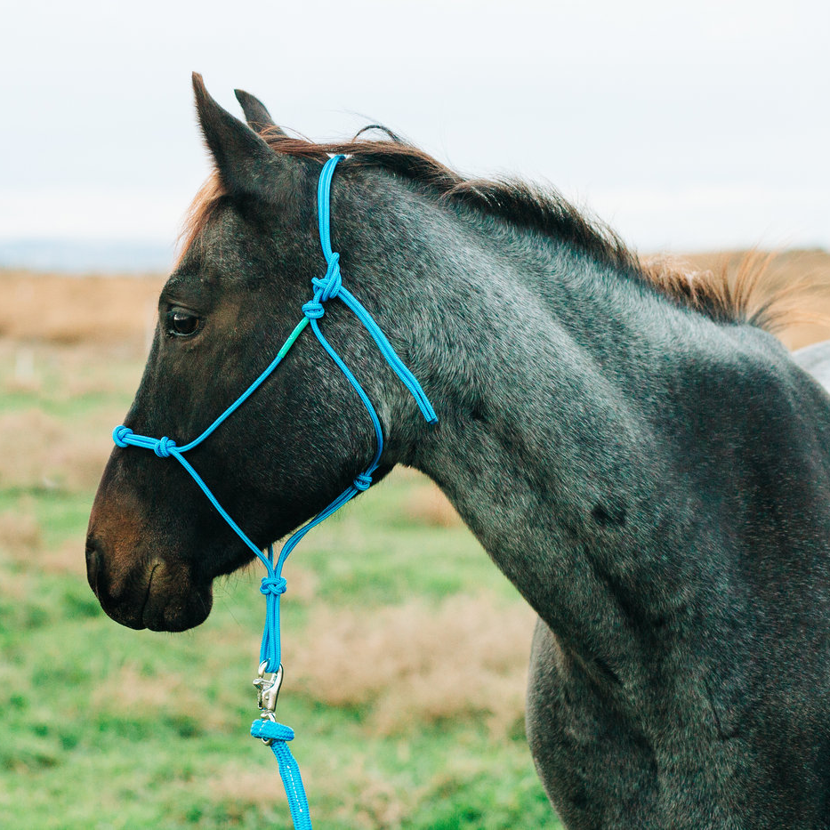 Stiff 4 Knot Clinician Training Halter